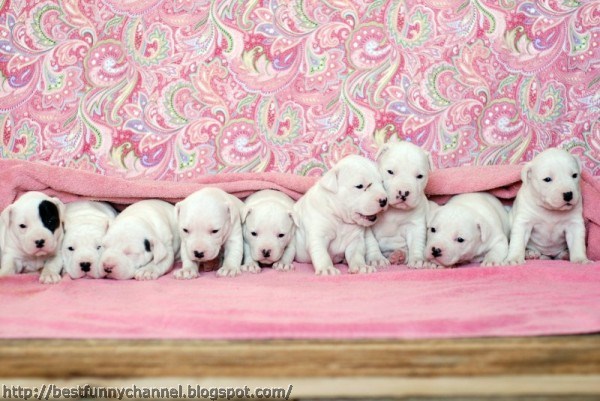 Cute puppies .