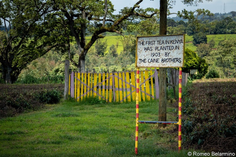 First Tea in Kenya Volunteering in Kenya with Freedom Global