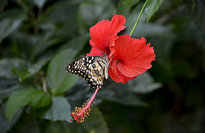 Hibiscus con Mariposa