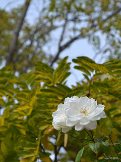 white rose