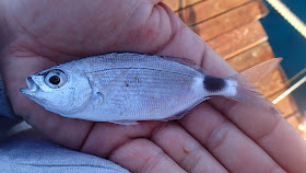 Lee Goddard Fishing