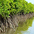 Pesona Hutan Mangrove Baros