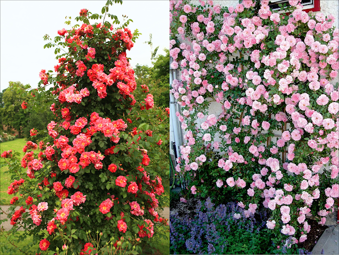 How to Grow Climbing Roses