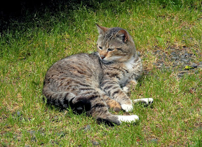 Tuxedo tabby half-tail feral cat, Mojo 2