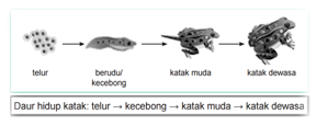 Daur hidup katak