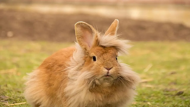 Lionhead Rabbit