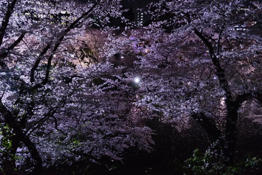 2015年、北の丸公園（東京）の夜桜