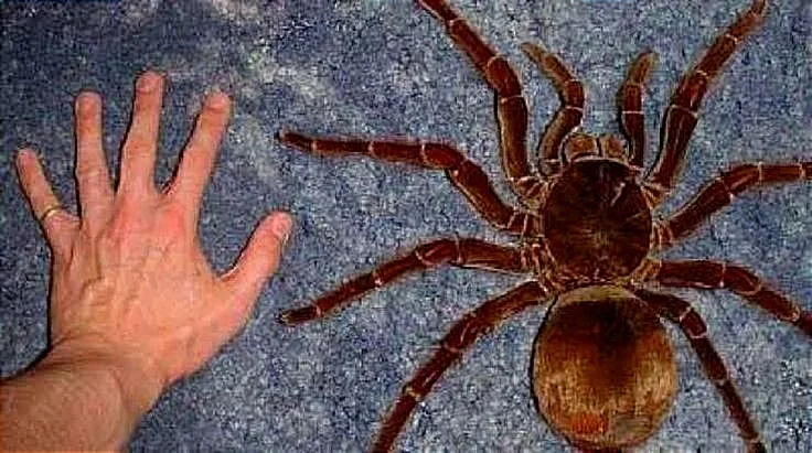La araña más grande del mundo es la conocida Tarántula Goliat, con un tañano de hasta 25 centímetros