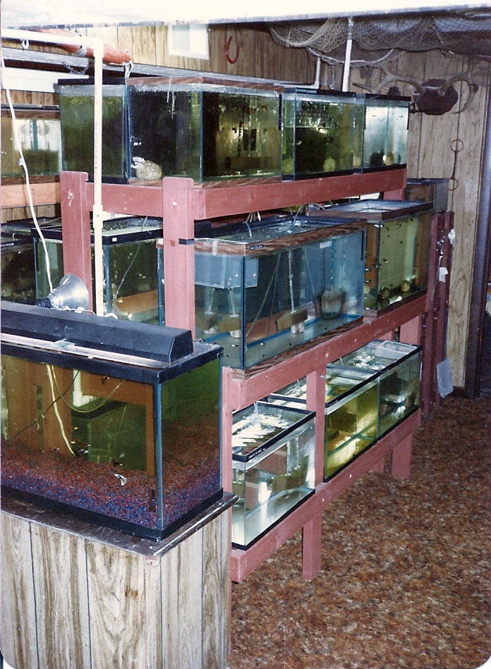 Swordtail Guppies: BREEDING RACK SYSTEMS; Automation for Water Change & The  Use of Single Point Filtration