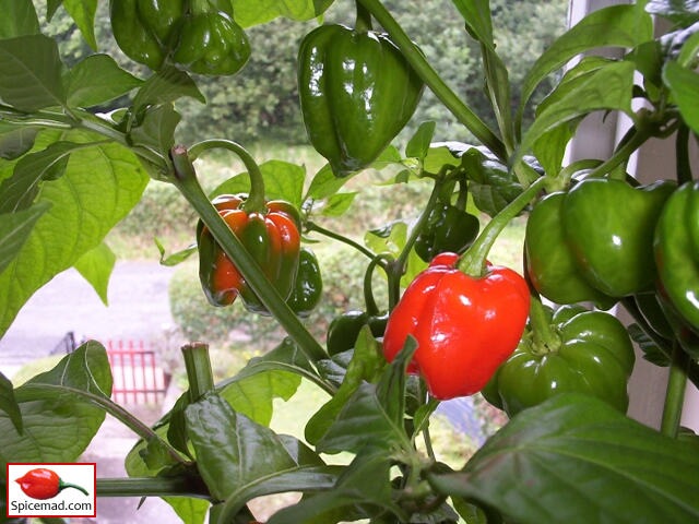 Red Habanero - 17th August 2012