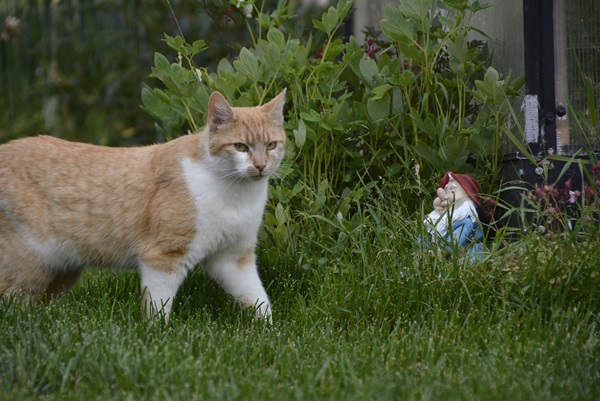 katt pus pusekatt kattepus