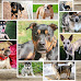 10 Mixed-Breed Dogs To Avoid [Wrong Dog Mixes]