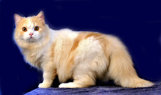 Harga Kucing Ras Persia Anggora 