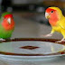 5 Alasan Mengapa Lovebird Jantan Takut dengan Lovebird Betina