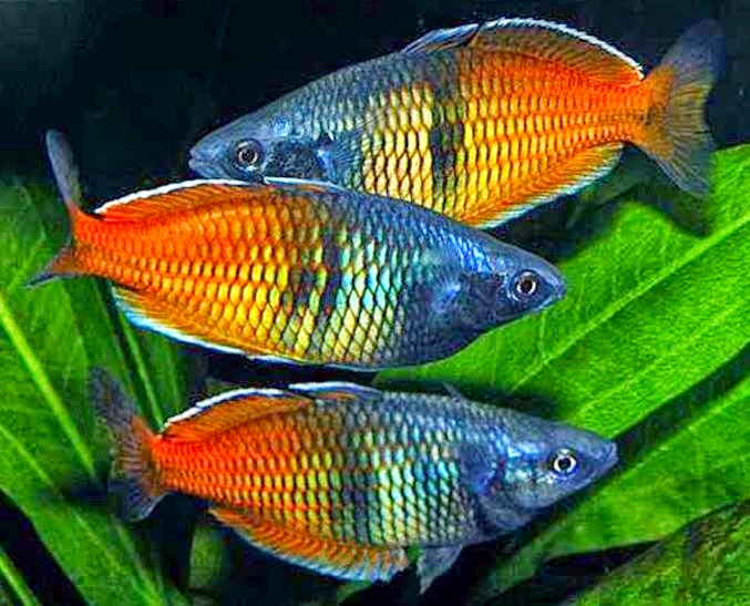 ikan rainbow jenis ikan hias