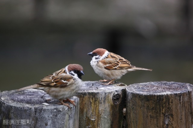zzrMG_4596