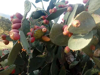 Prickly pears on the plant