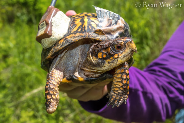 Eastern Box Turtle