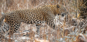 A beautiful male leopard from Tadoba Tiger Reserve, India