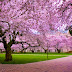 Tak Usah Jauh-jauh ke Jepang, di Indonesia juga Ada Bunga Sakura yang Indah Mempesona