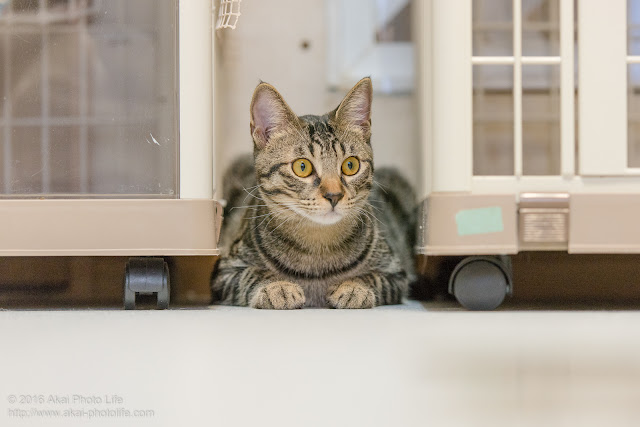 猫カフェ西国分寺シェルターにいたケージの間に隠れ周りの様子を伺っているキジトラの写真 ２枚目