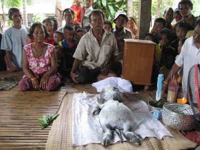 Foto Sapi Berkepala Manusia