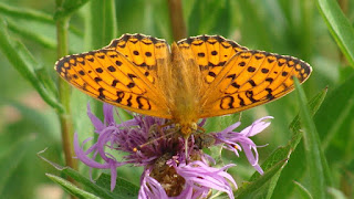 Argynnis (Mesoacidalia) aglaja (male) DSC57771