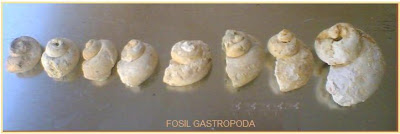 Sumber: http://biologigonz.blogspot.com/2010/08/gastropoda 