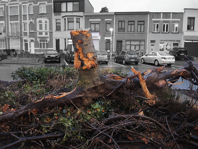 bomenkap in deurne