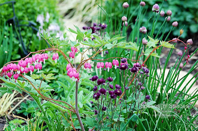 Garden Favourites ~ Spoons n Spades