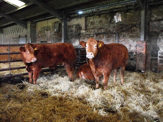 Wallace's Limousin Cattle