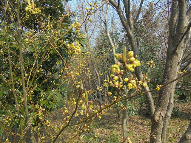 むきばんだ史跡公園の芽吹き