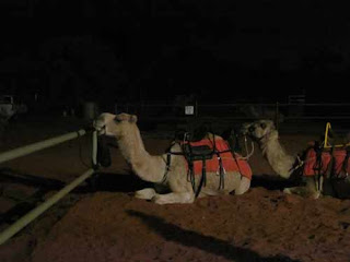 Uluru Camel Tour Camels Sit On Ground