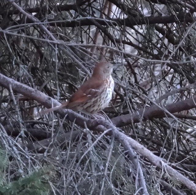 Brown Thrasher