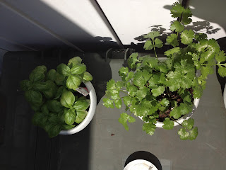 basil and cilantro potted plant garden