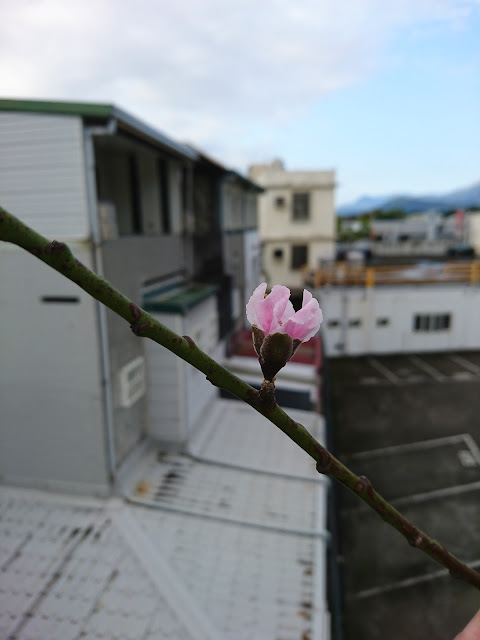 特大水蜜桃，花Extra large peach, flower
