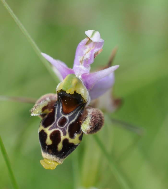 Ophrys becasse