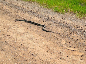 bullsnake sunning on the road