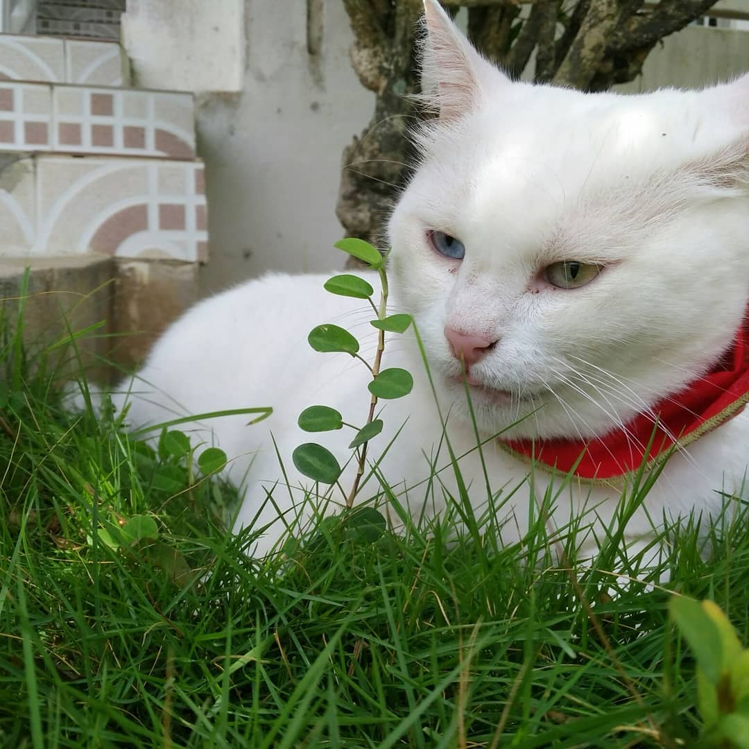 Azul the heterochromia cat