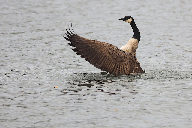 Kanadagans (Branta canadensis) schlägt mit den Flügeln 