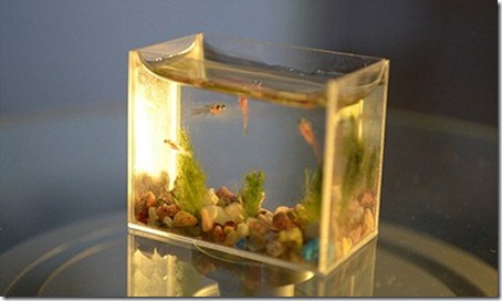 The World’s Smallest Aquarium Tank 3