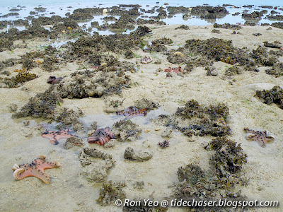 Starfish (Class Asteroidea)