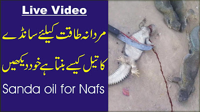 Sanday ka tail Sanda Oil for nafs Mardana taqat ke liye kaise banta hai (Live Video) 