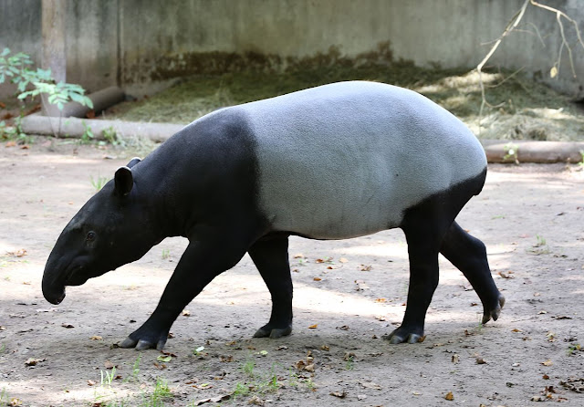 Tapirus Indicus - Anta Malaia