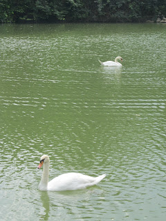 Swan Lake, Botanical Gardens, Singapore