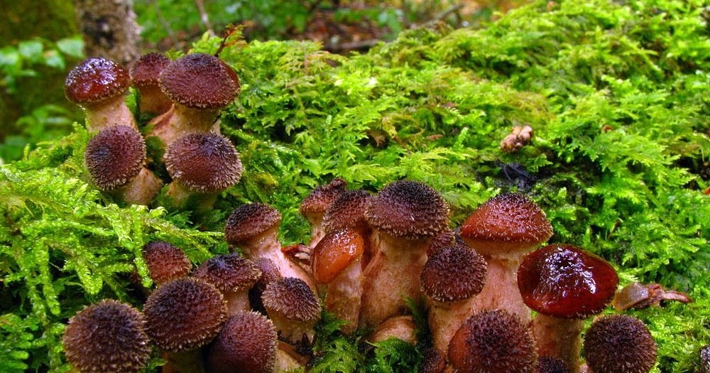 The Humongous Fungus Amusing Planet