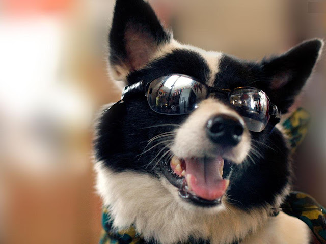 Eyeglass Dog Wallpaper