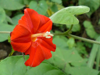 Ipomoea hederifolia - Ipomée à feuilles de lierre