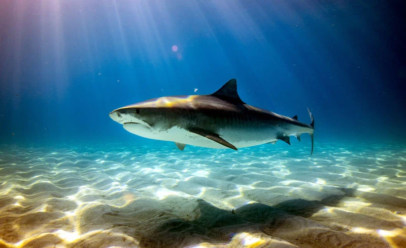 Meet the man who swims with sharks