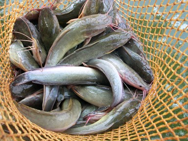 Budidaya Ikan Lele di Kolam Terpal